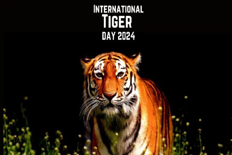 International Tiger Day 2024