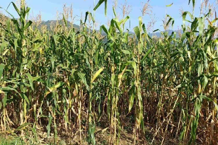 Himachal Maize Crop Purchase