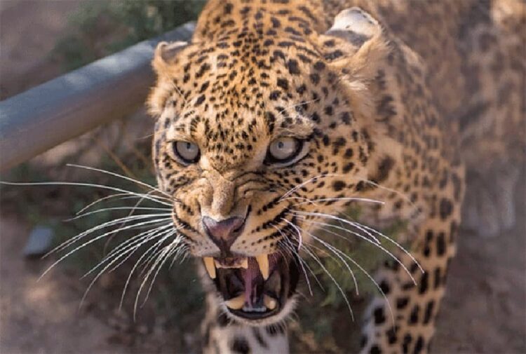 Shimla Leopard Attack