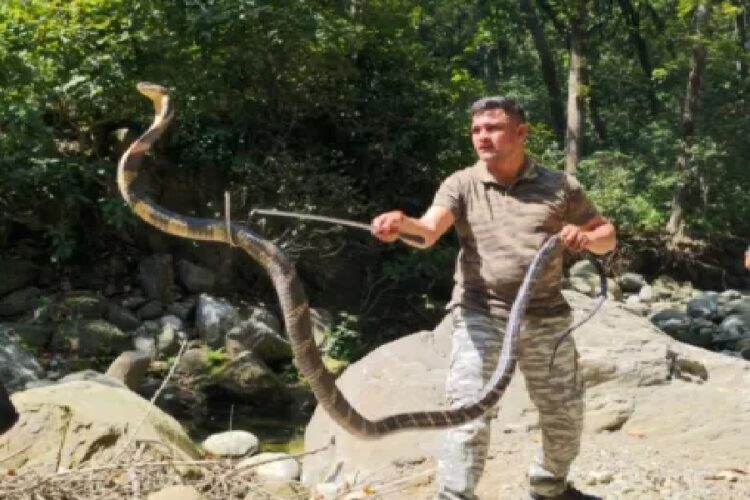 King Cobra rescue in Ponta Sahib